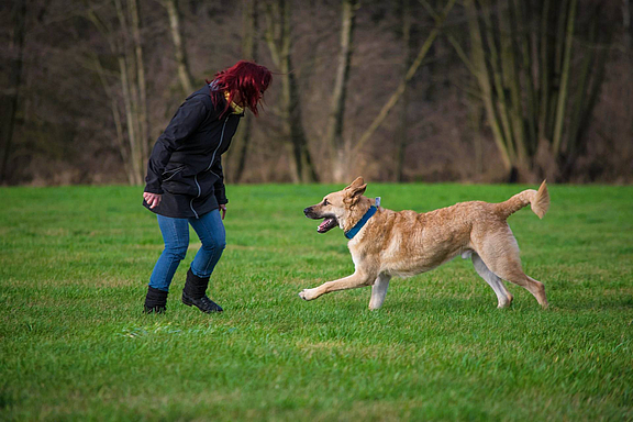 hunde-training_c_pixabay.jpg  